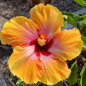 Meet your Posher, Carolyn